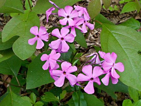 flower head